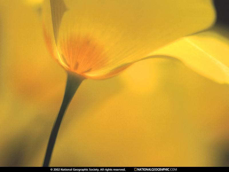 california-poppy-522905-sw (Medium)