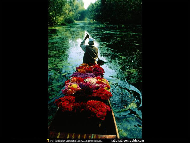 dal-lake-flowers-527145-sw (Medium)