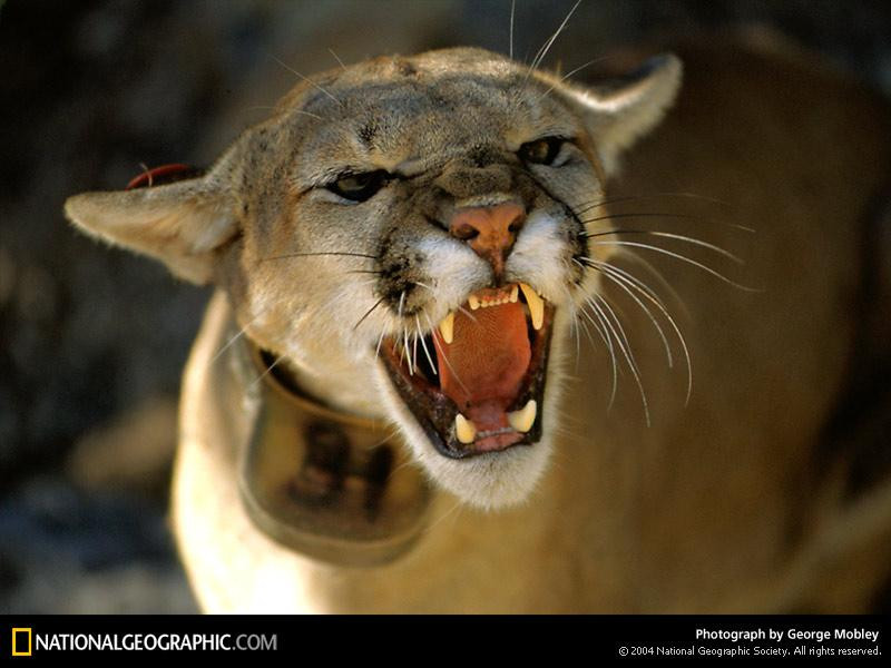 hissing-mountain-lion-462917-sw (Medium)