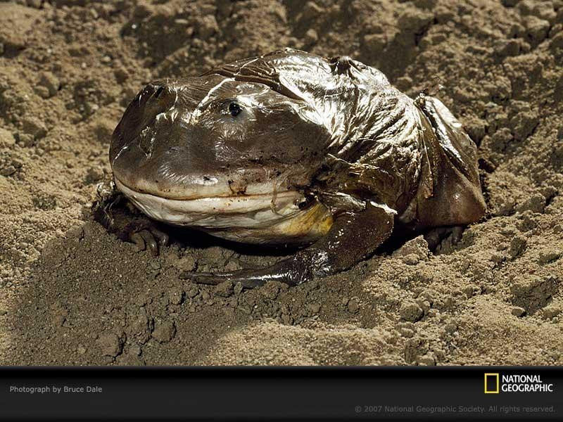 molting-toad-california-282249-sw (Medium)