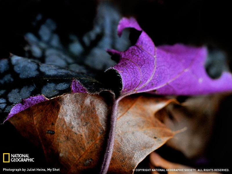 purple-leaf-sw (Medium)