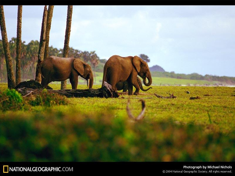 small-forest-elephants-684716-sw (Medium)