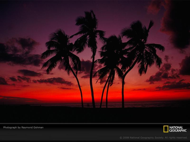 sunset-palm-trees-gehman-88192-sw (Medium)