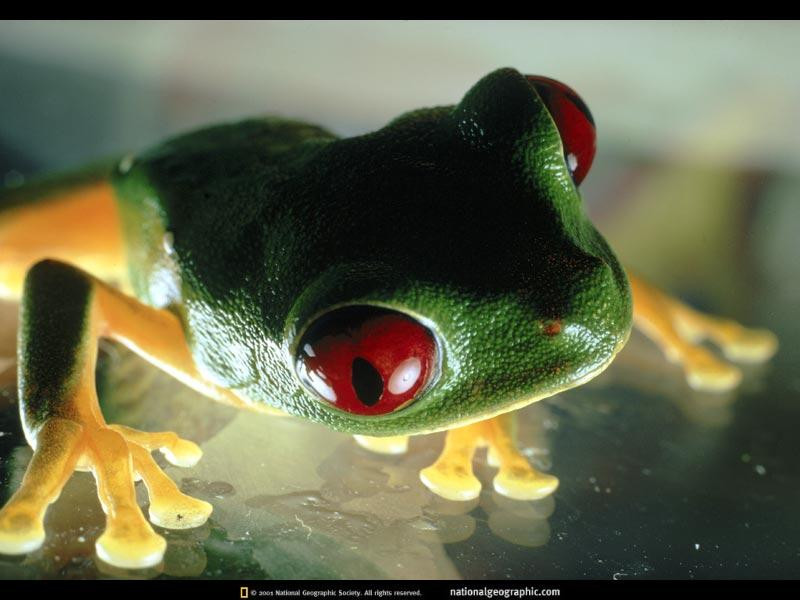 tree-frog-110407-sw (Medium)