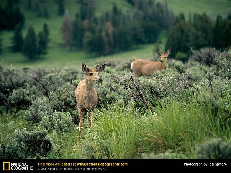 yellowstone-mule-deer-513318-sw (Medium)