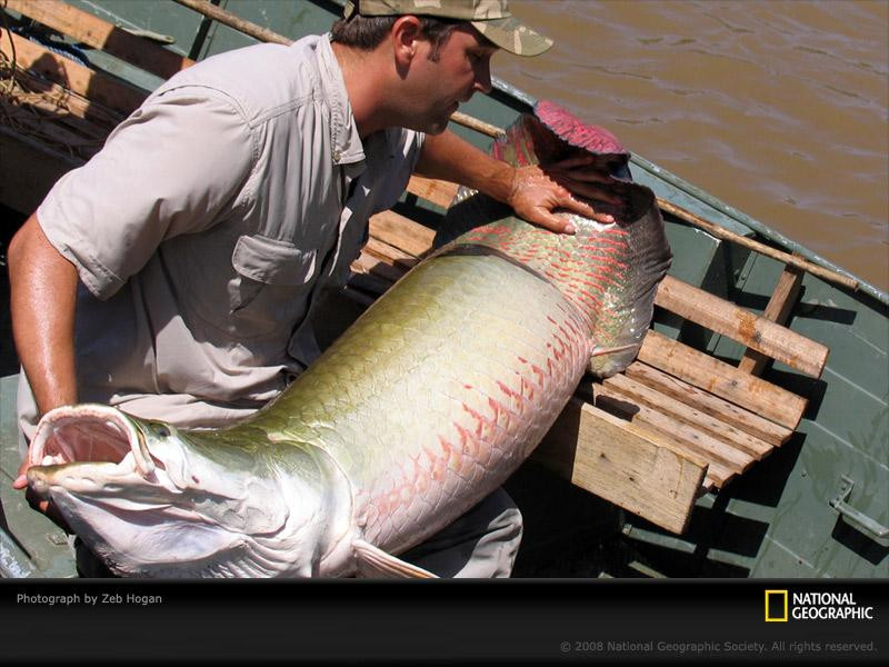 arapaima-boat-sw (Medium)