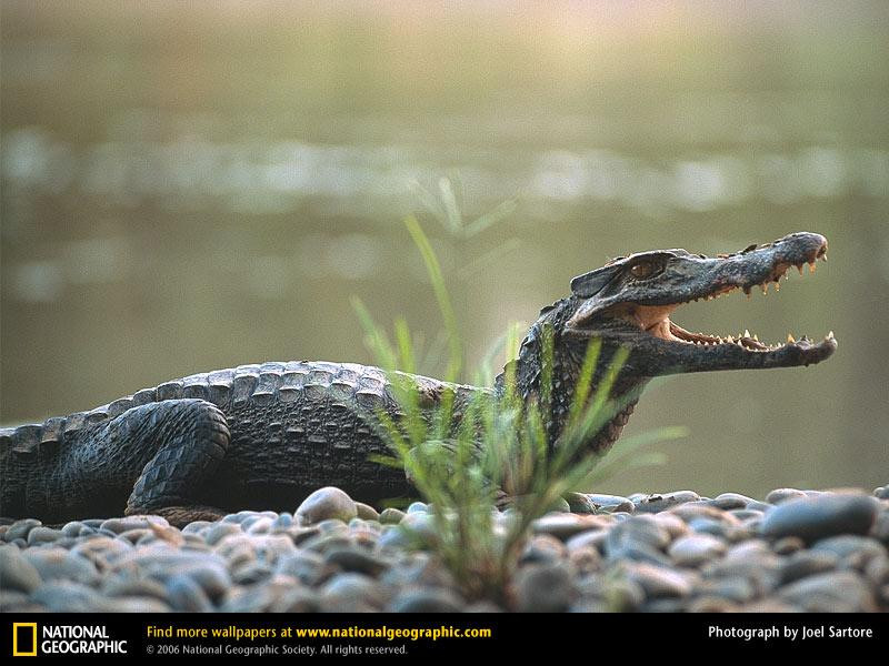 black-caiman (Medium)