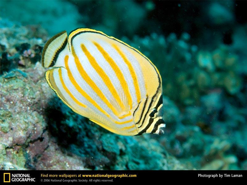 butterflyfish (Medium)