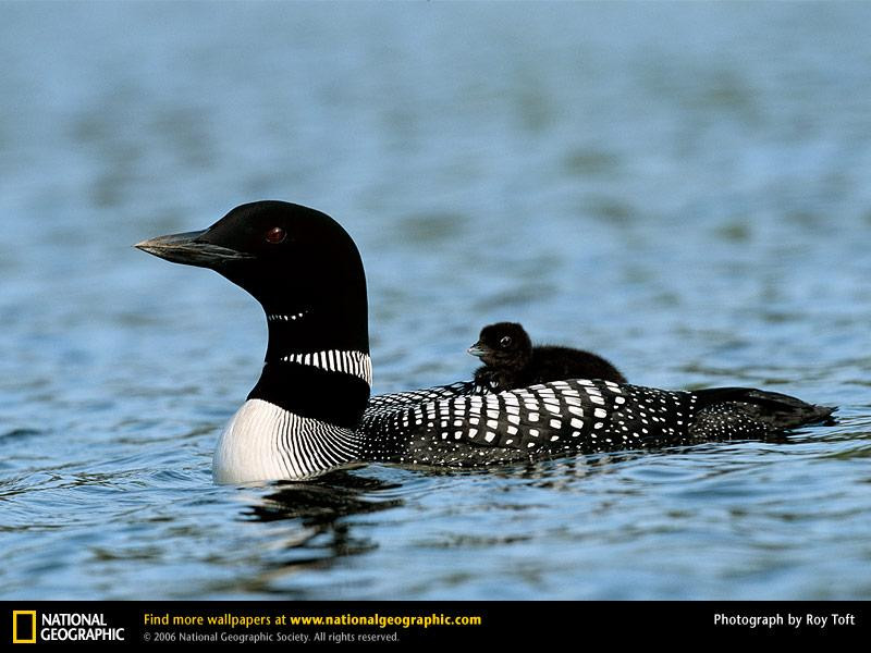 common-loon (Medium)