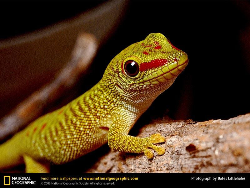 madagascar-gecko (Medium)