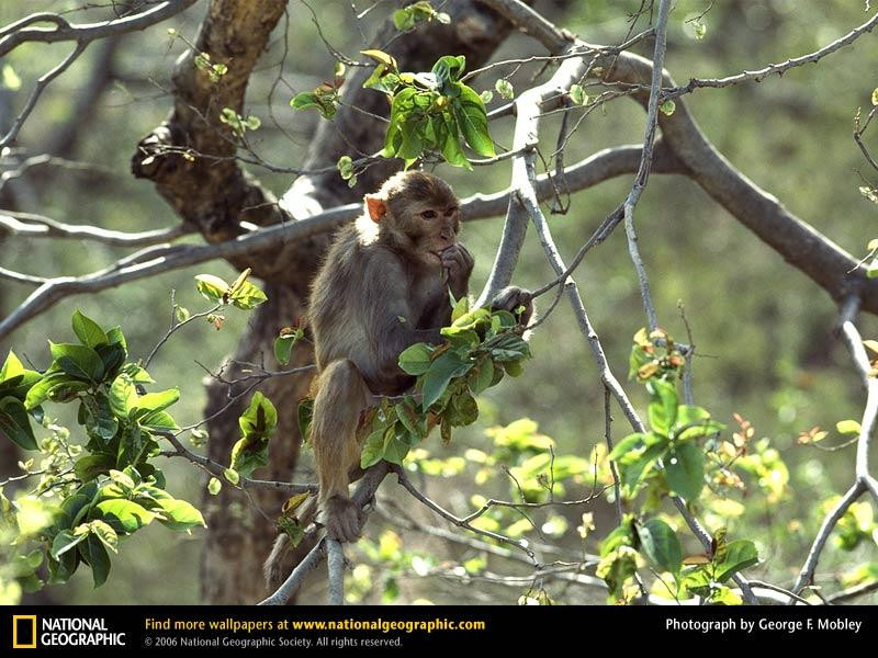 rhesus-monkey-in-tree-eating (Medium)