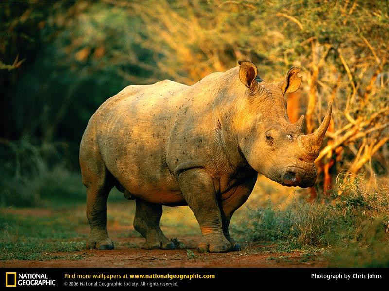 rhino-no-species (Medium)