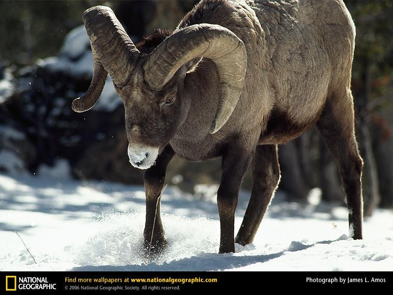 rocky-mountain-bighorn-sheep (Medium)