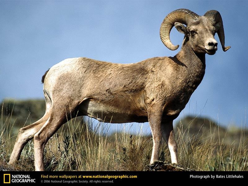 rocky-mountain-sheep-portrait (Medium)