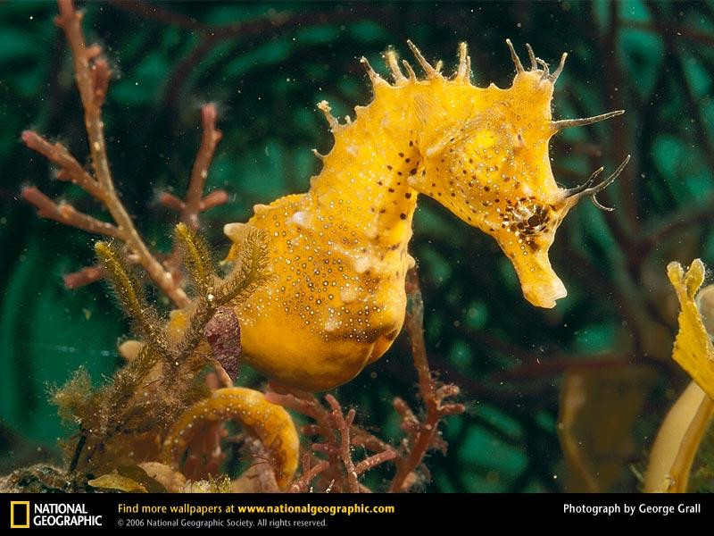 seahorse (Medium)