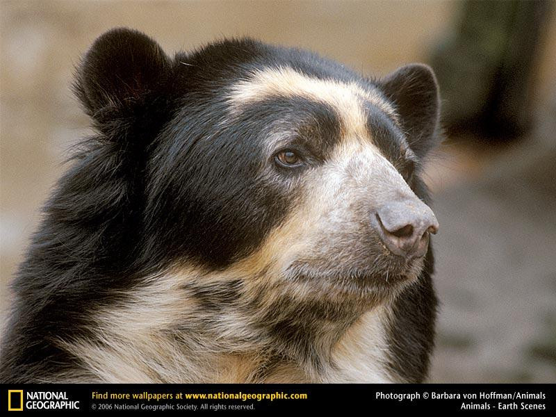 spectacled-bear (Medium)