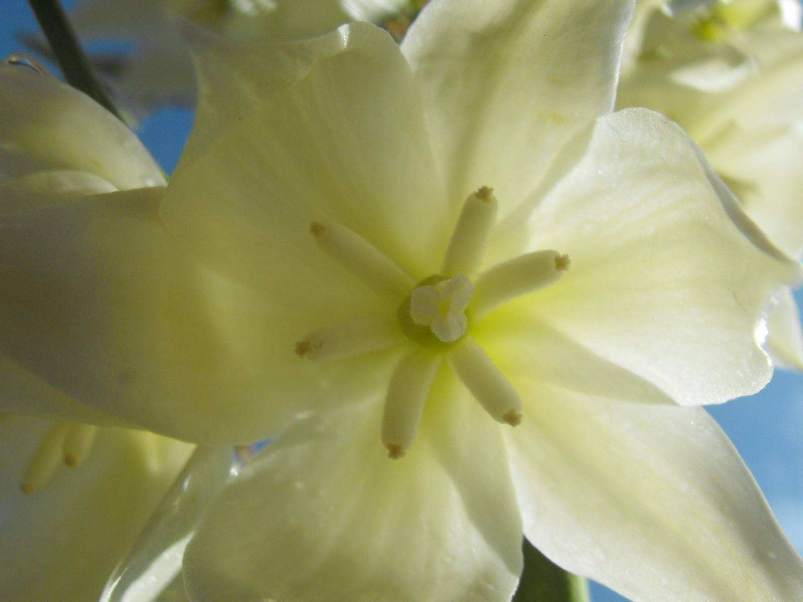 Yucca Jukka virágzás makro