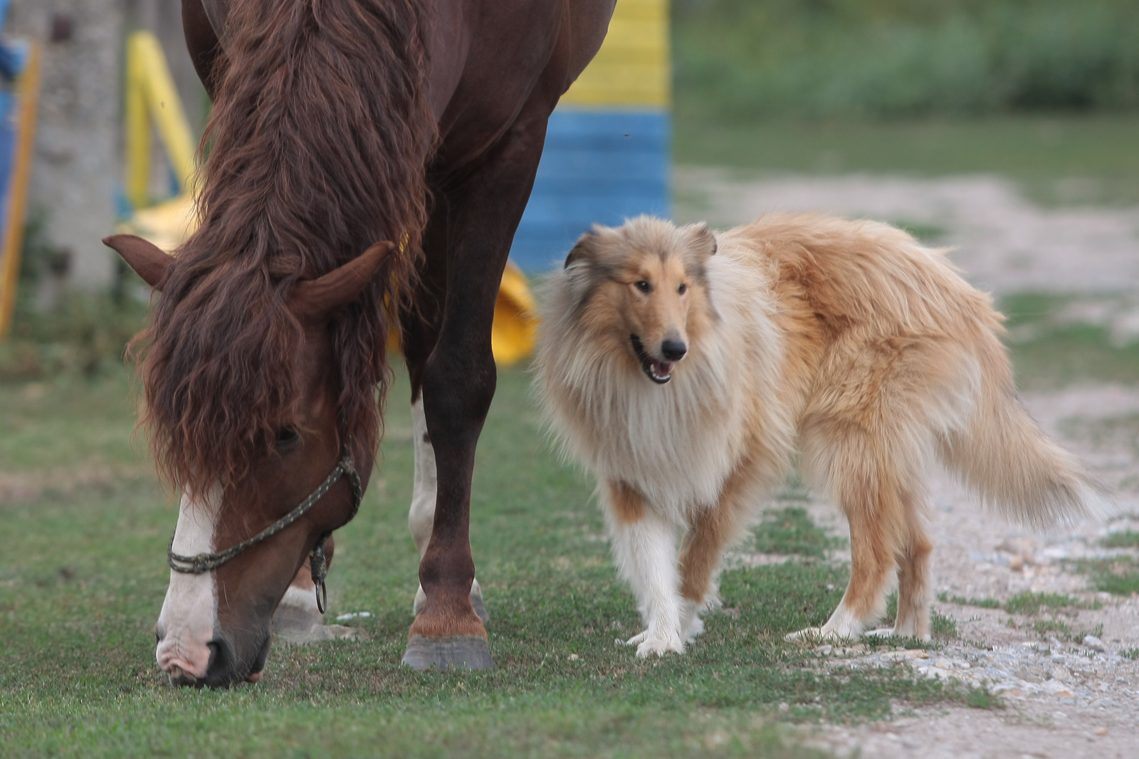 Dávid/Lucky