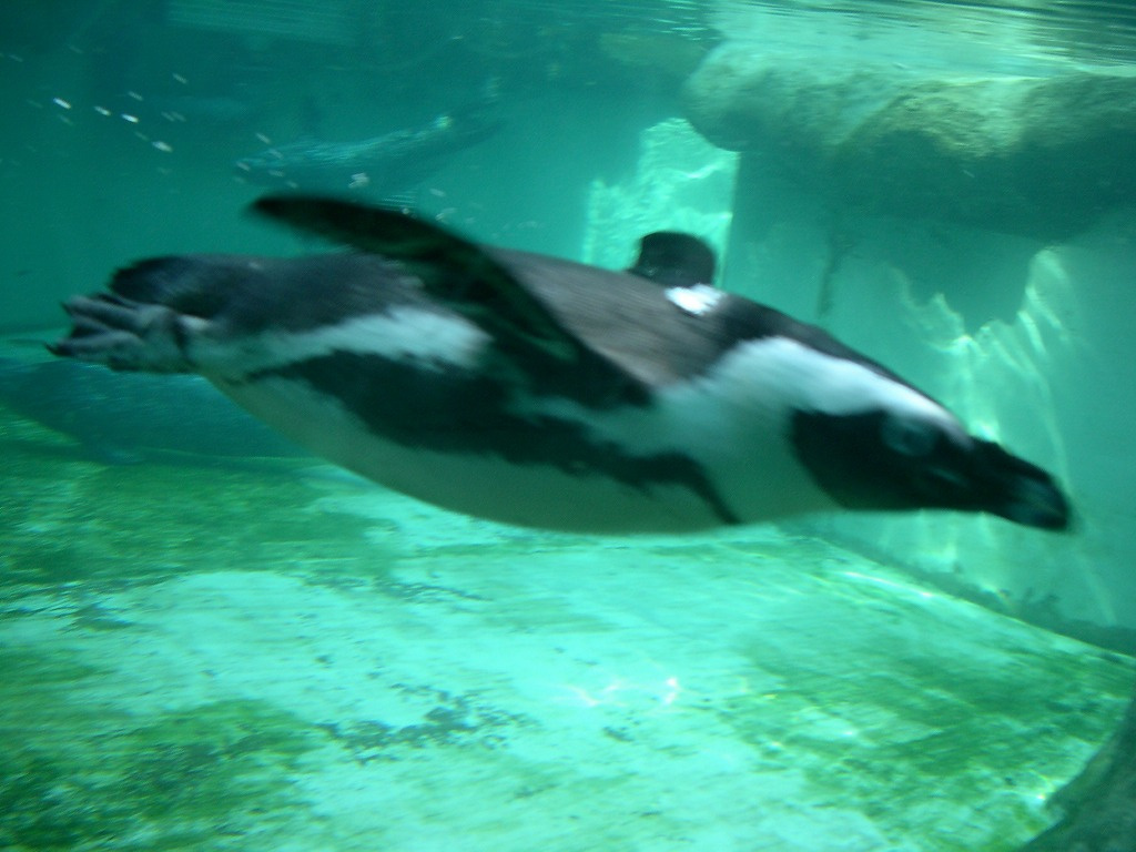 Száguldó pingvin