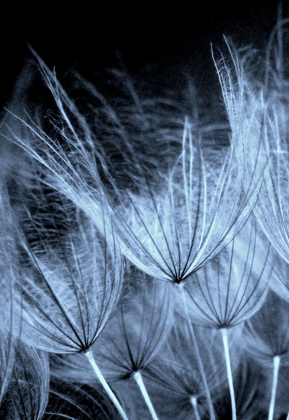 dandelion -5