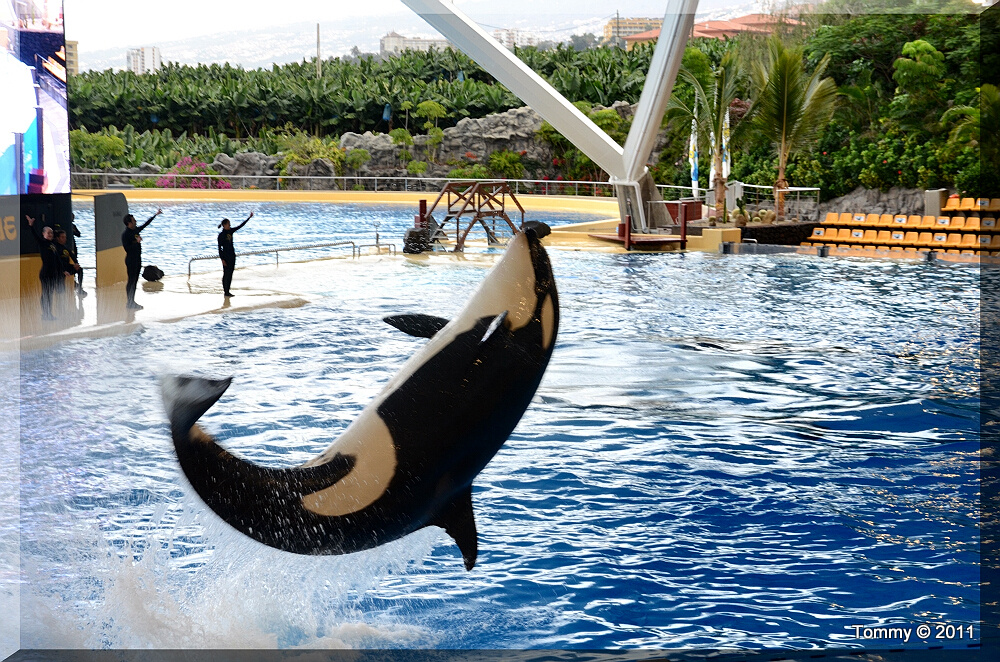 2011 1220 113843AA - Tenerife-23