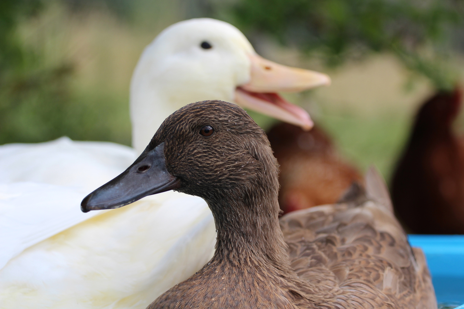 pekin-duck-ducks-enjoying-the-fresh-air-with-a-campbell-duck--aa