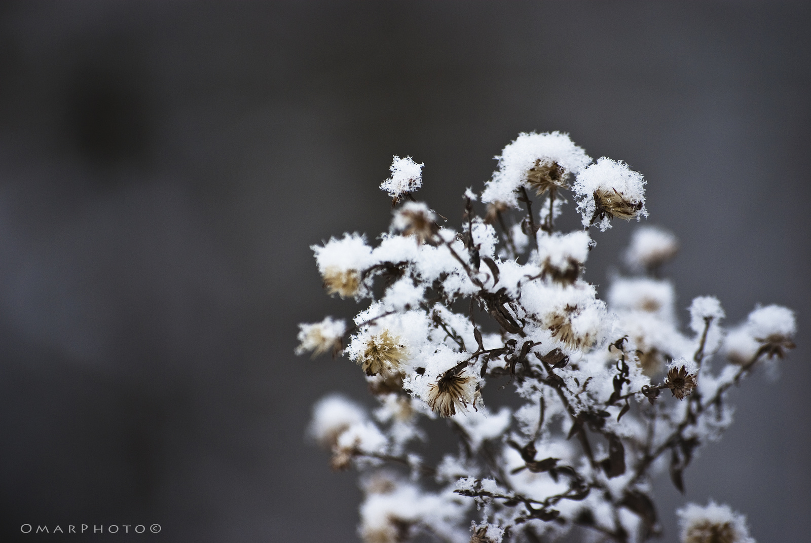 Téli virág