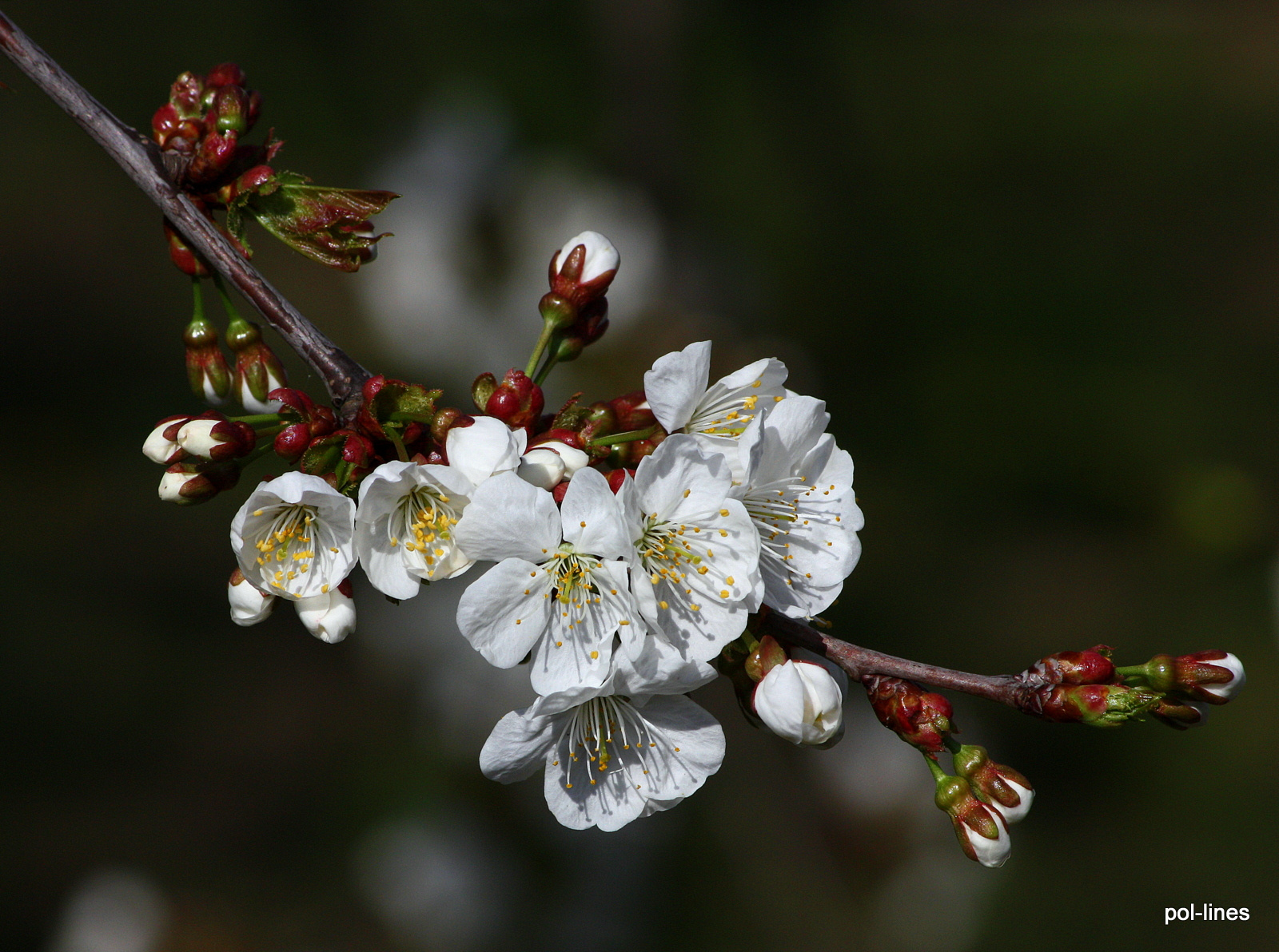 Cseresznyevirág 1