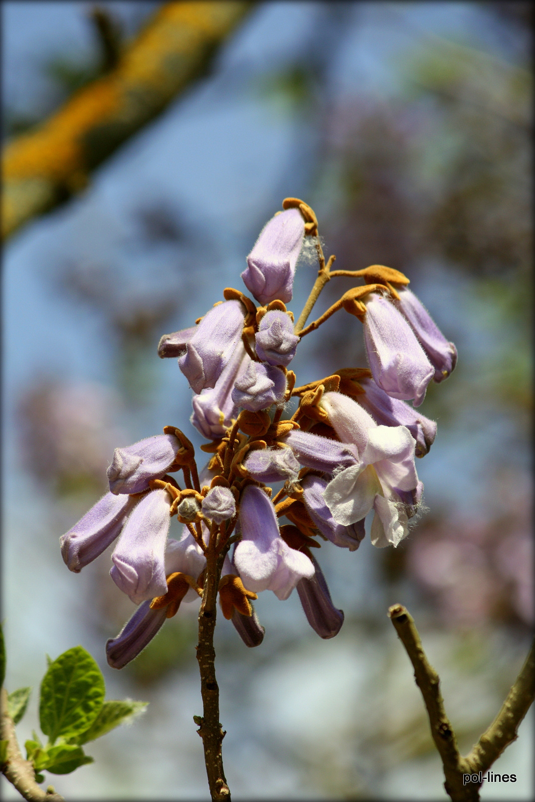 Lilac 130504