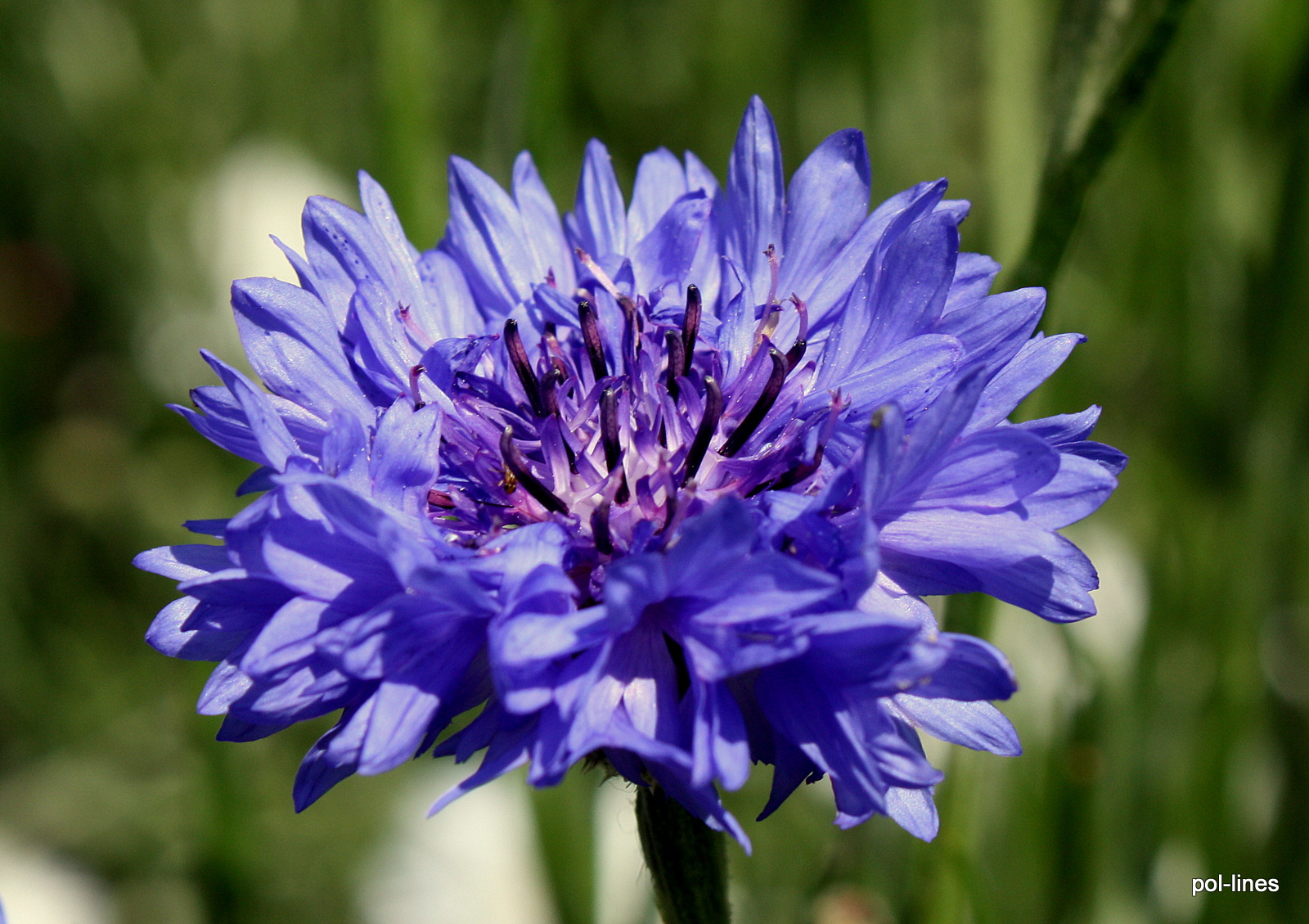 Csak egy kék színű virág...