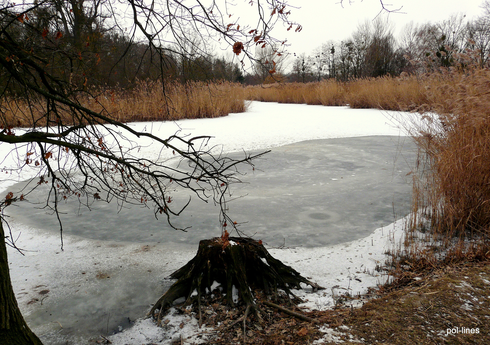 2010.01.31 Téli berek 063