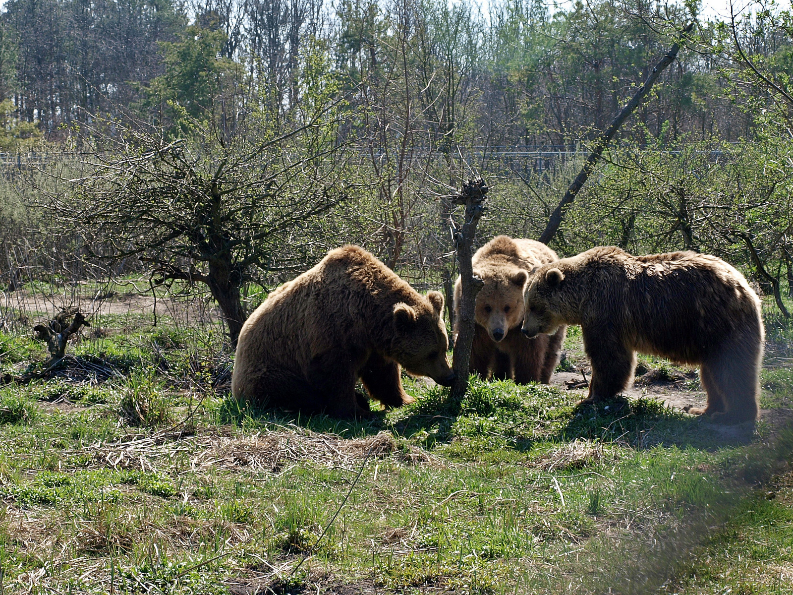 Találka