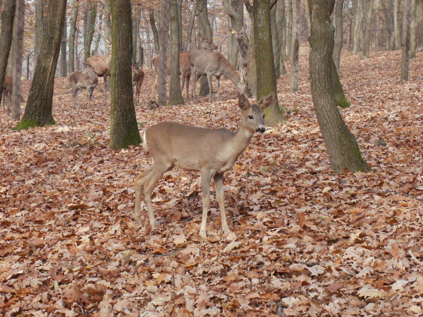 Budakeszi-Vadaspark 033