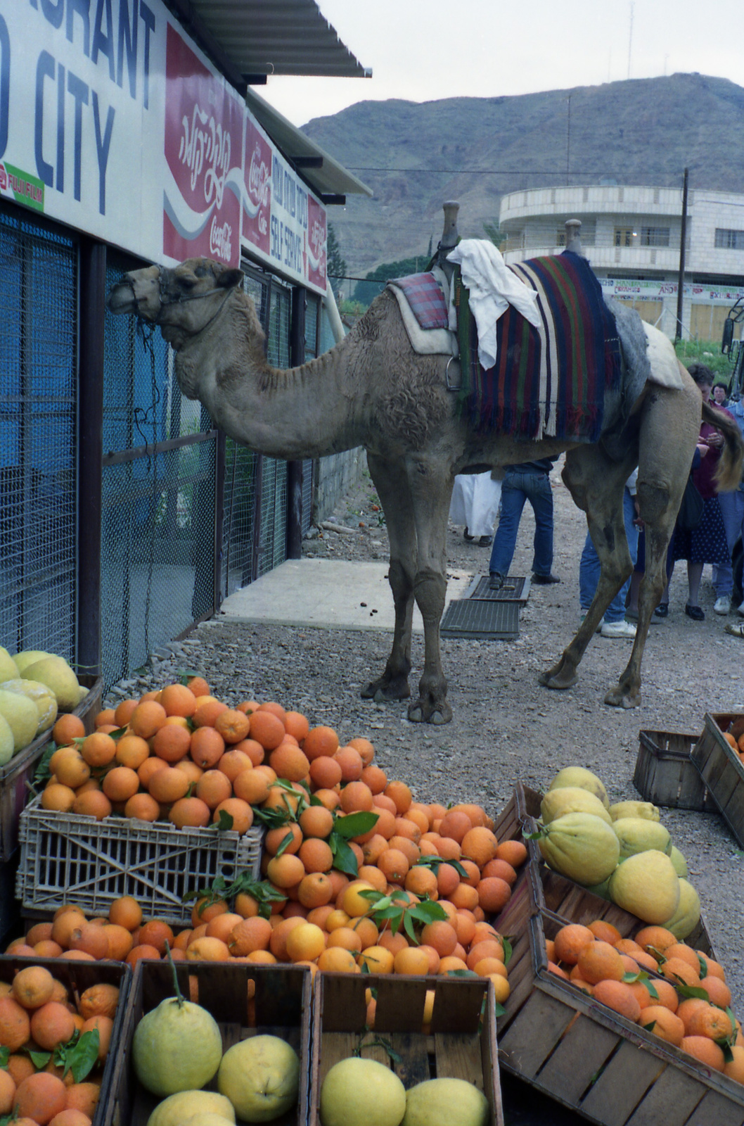 Izraeli gyümölcspiac