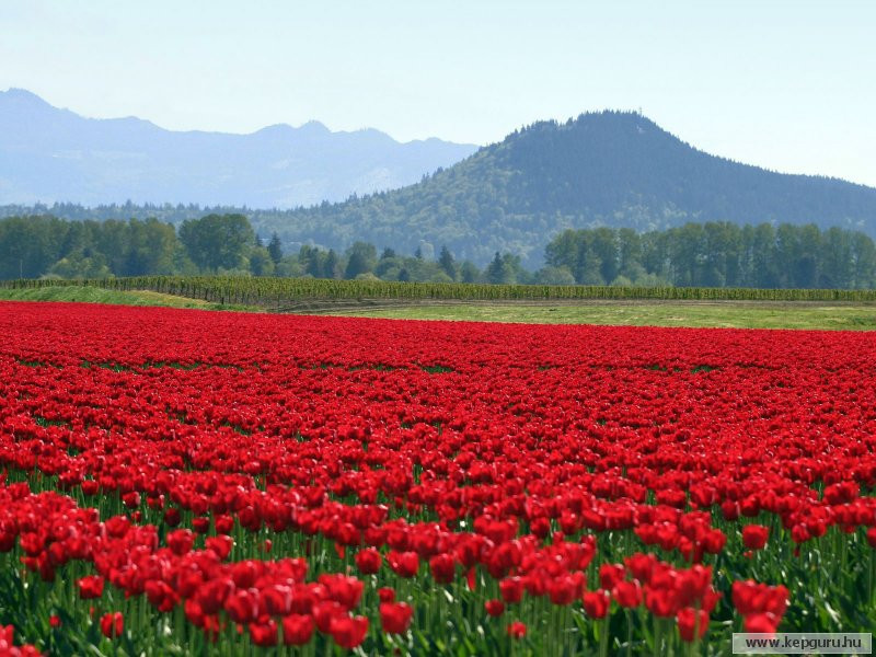 keukenhof-011