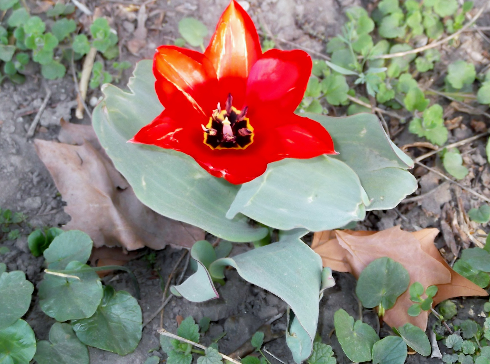 tuliipán