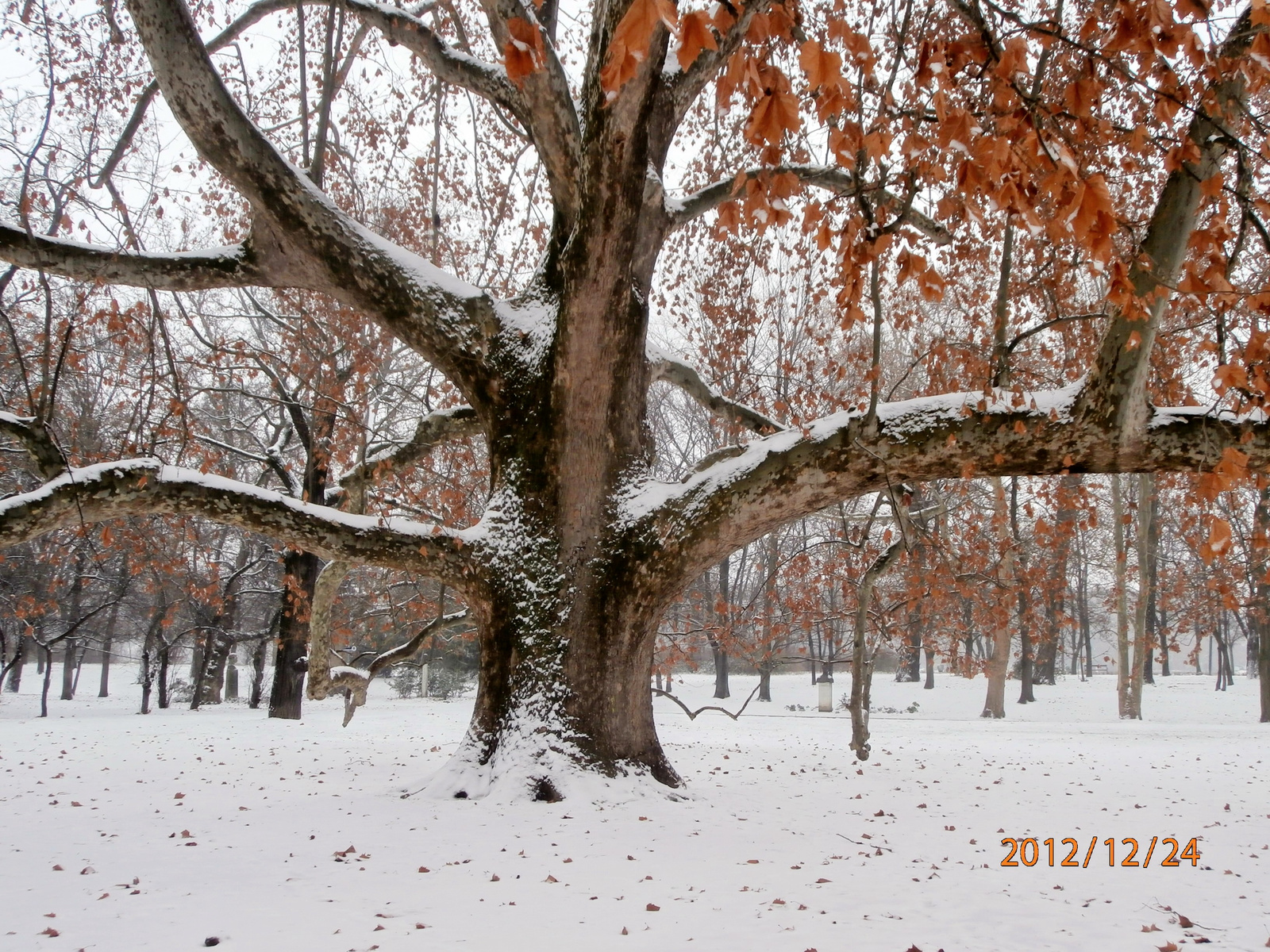 öreg platán télen (kedvenc fám)