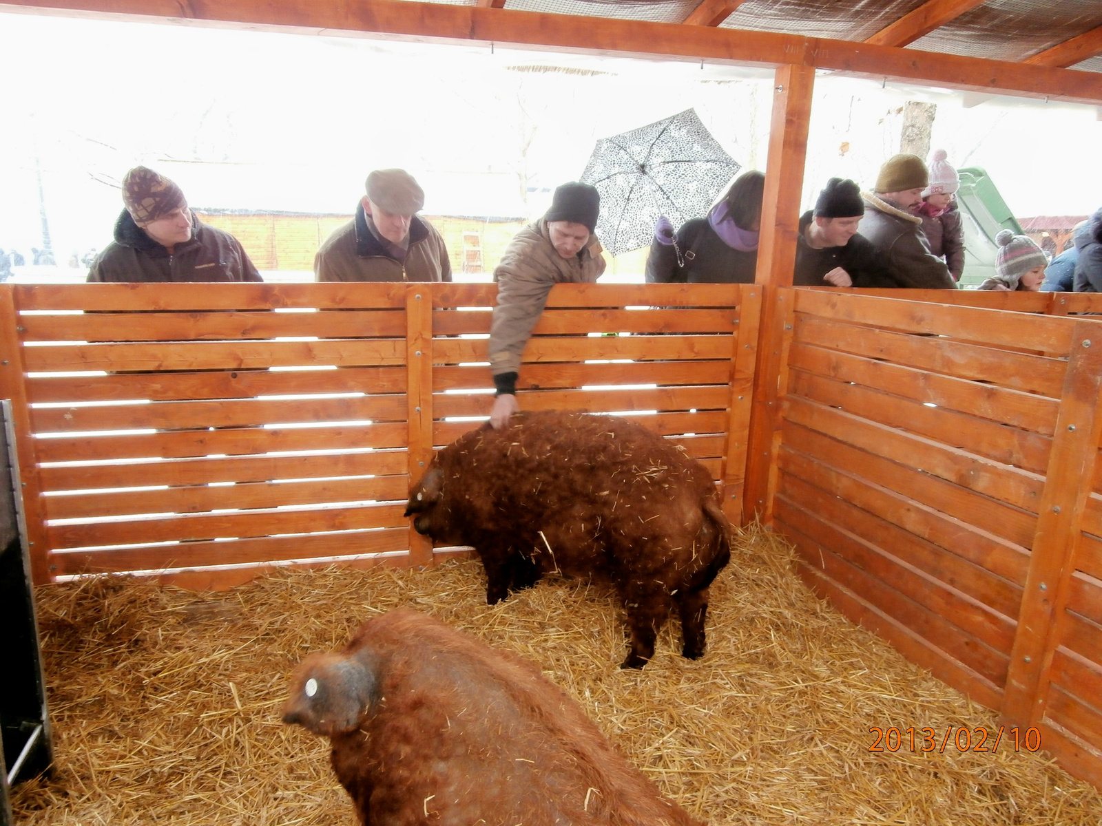 mangalica bemutató