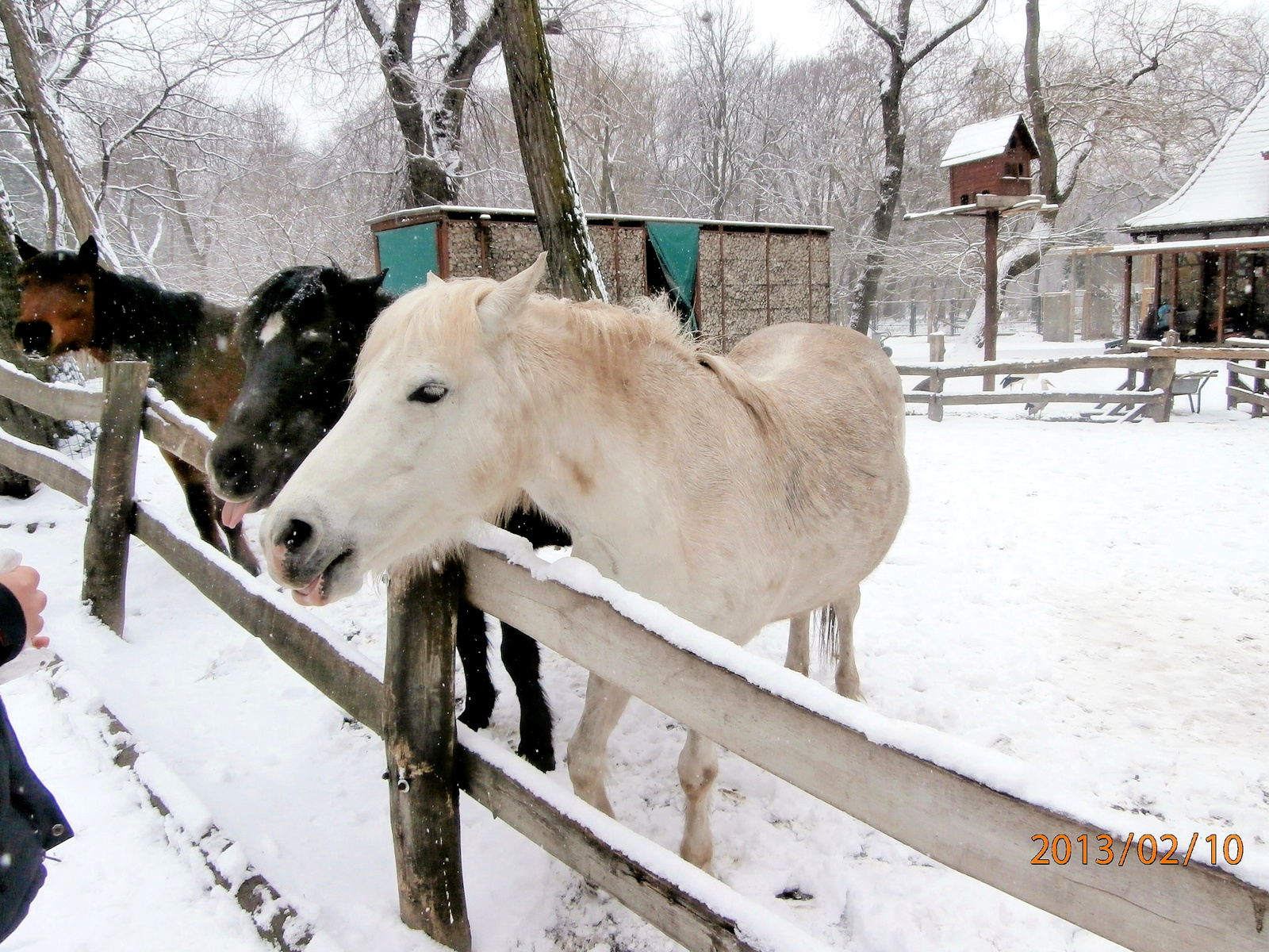 pónik