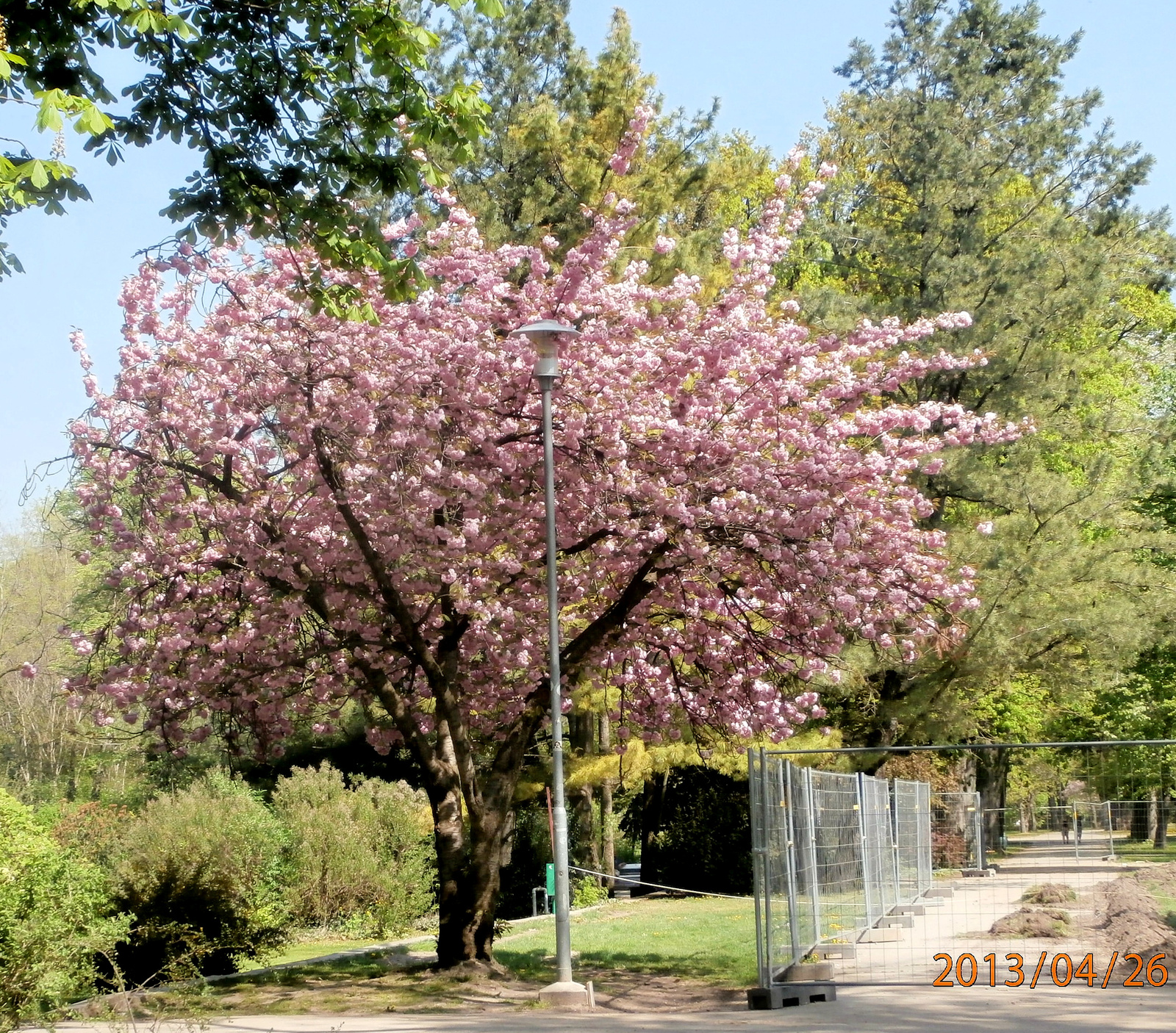 virágzó fa