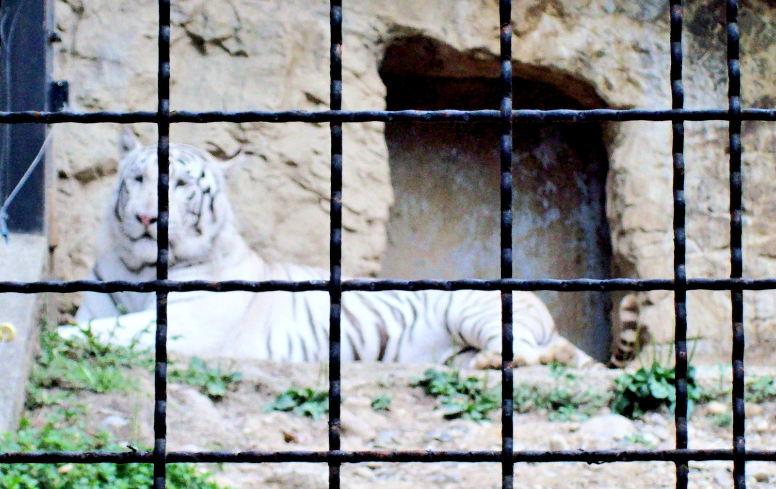 fehér tigris jó
