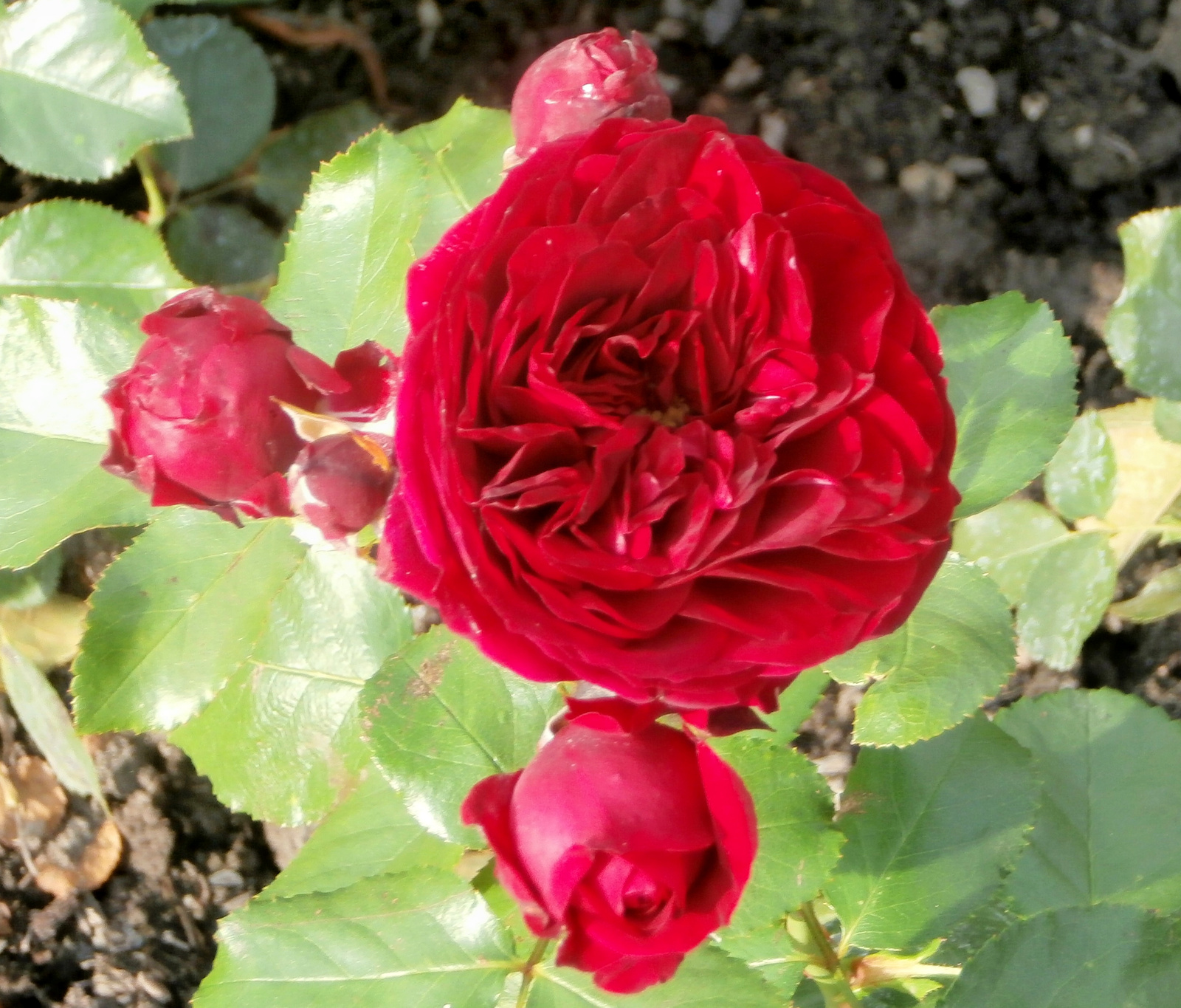 piros rózsa 1