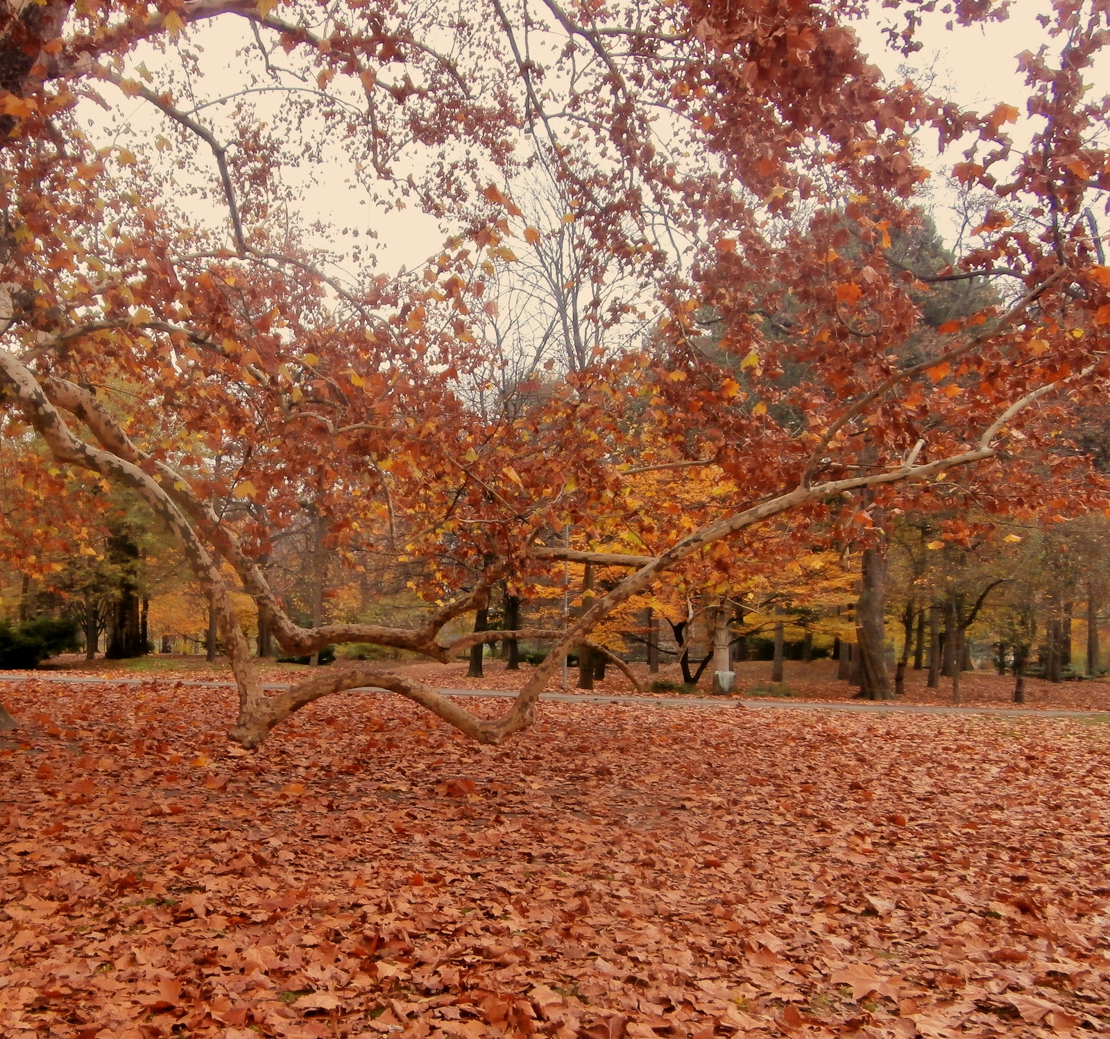 platán