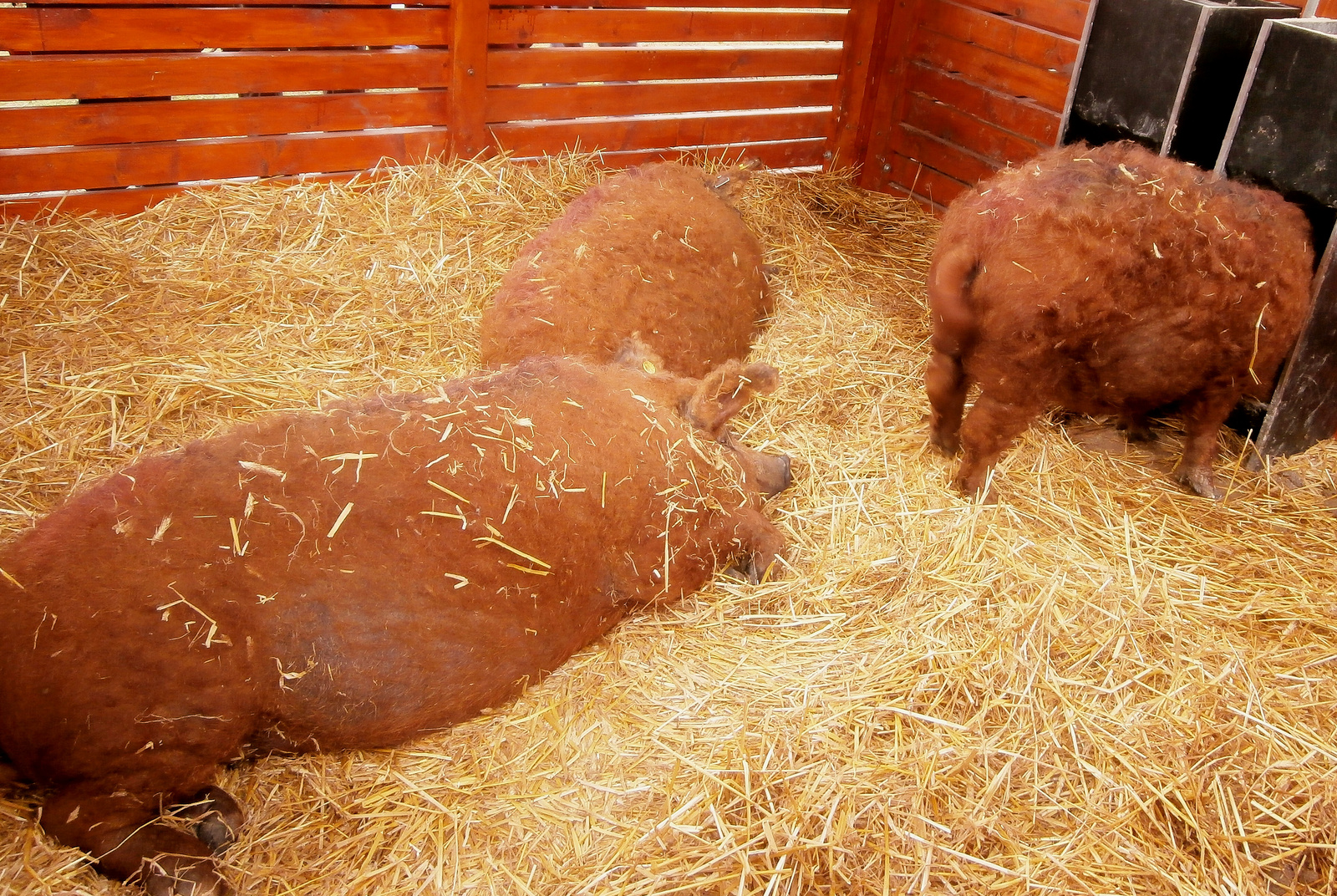 vörös mangalica