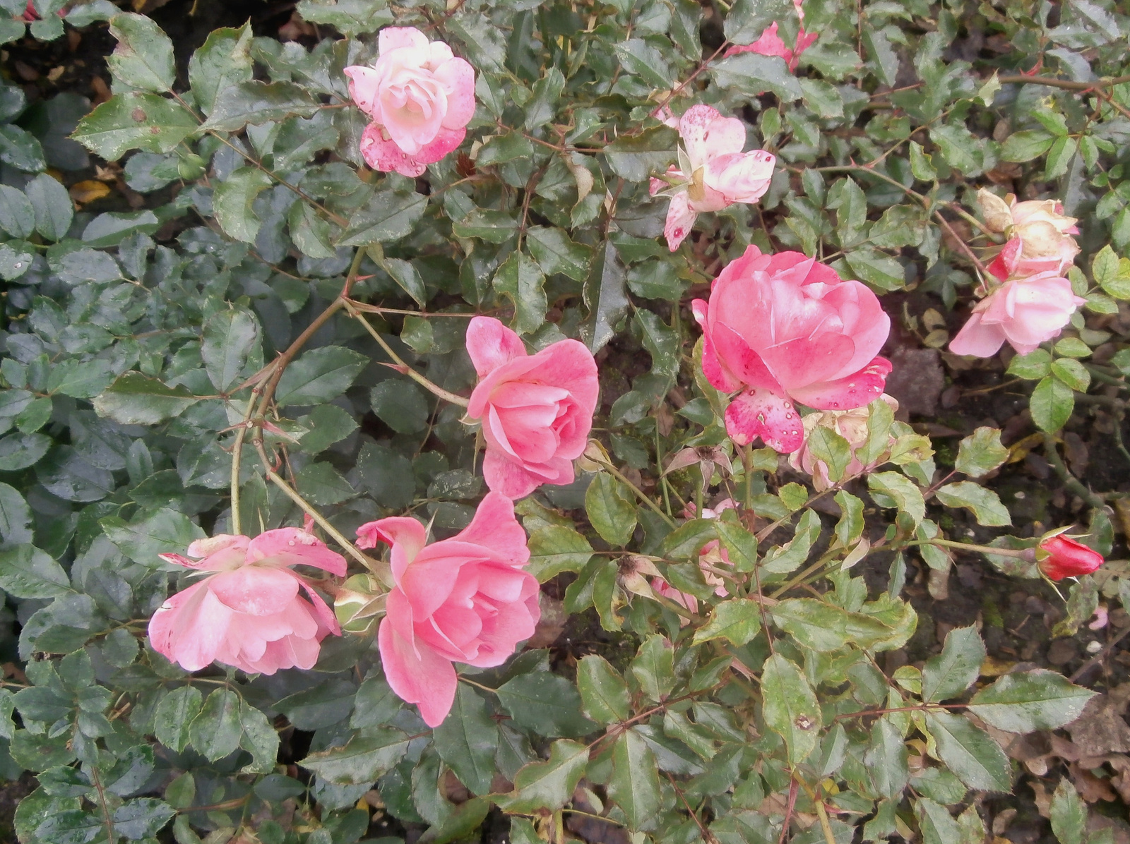 novemberben nyílik a rózsa