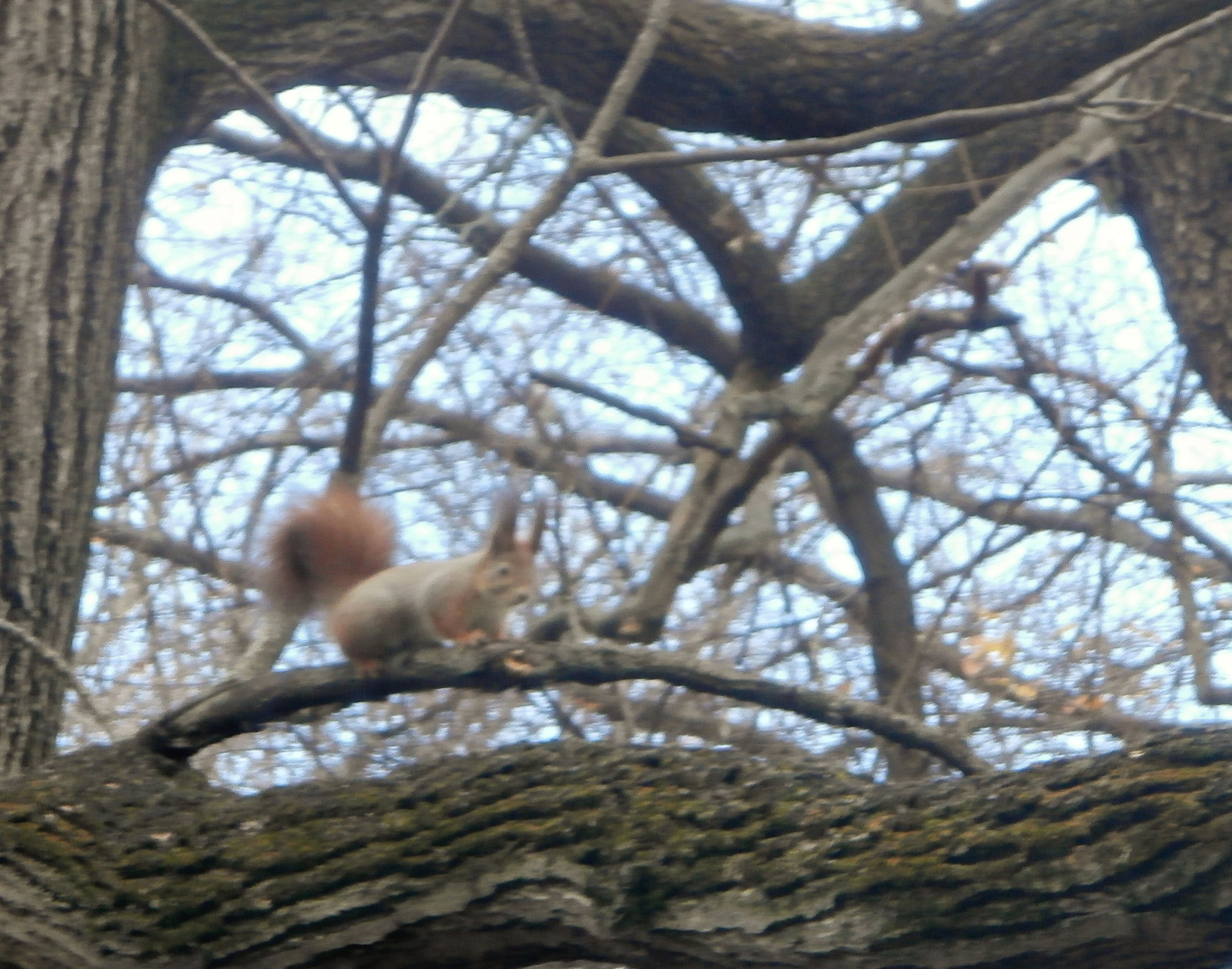 mókus a fán