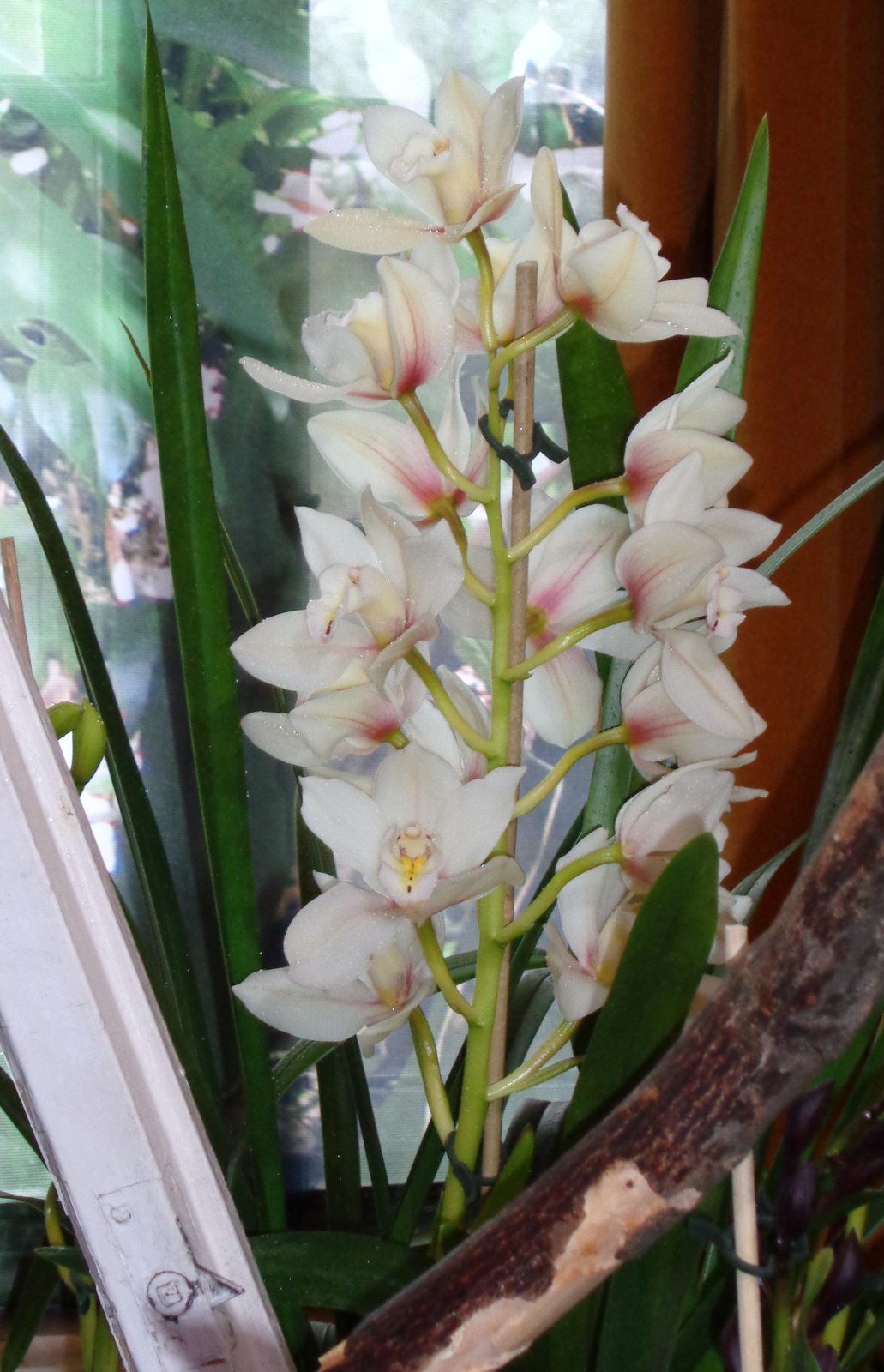 orchidea 11