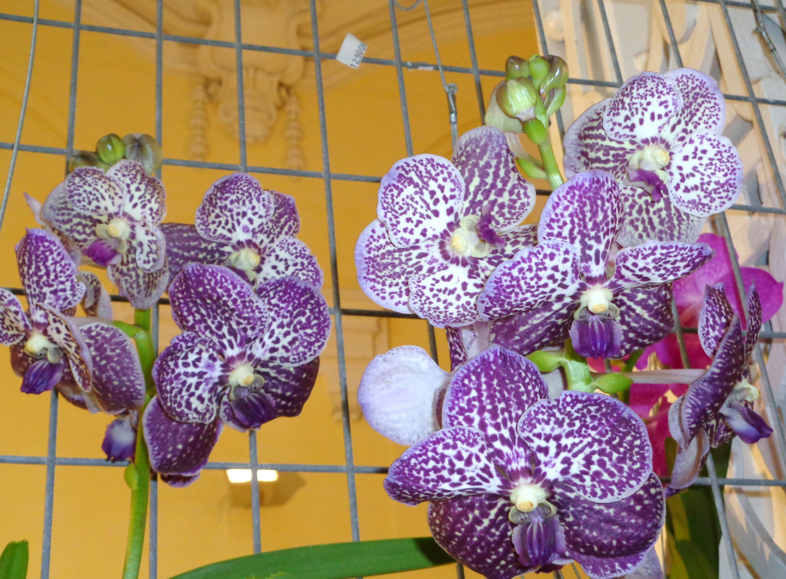 orchidea lila