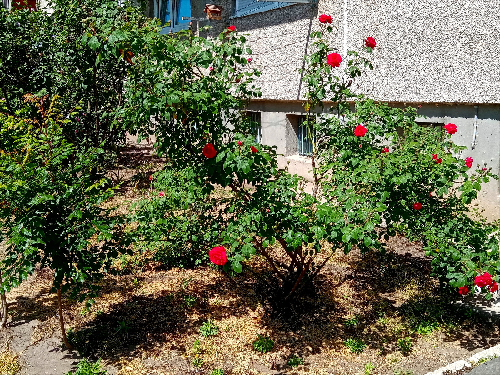 piros rózsa 2