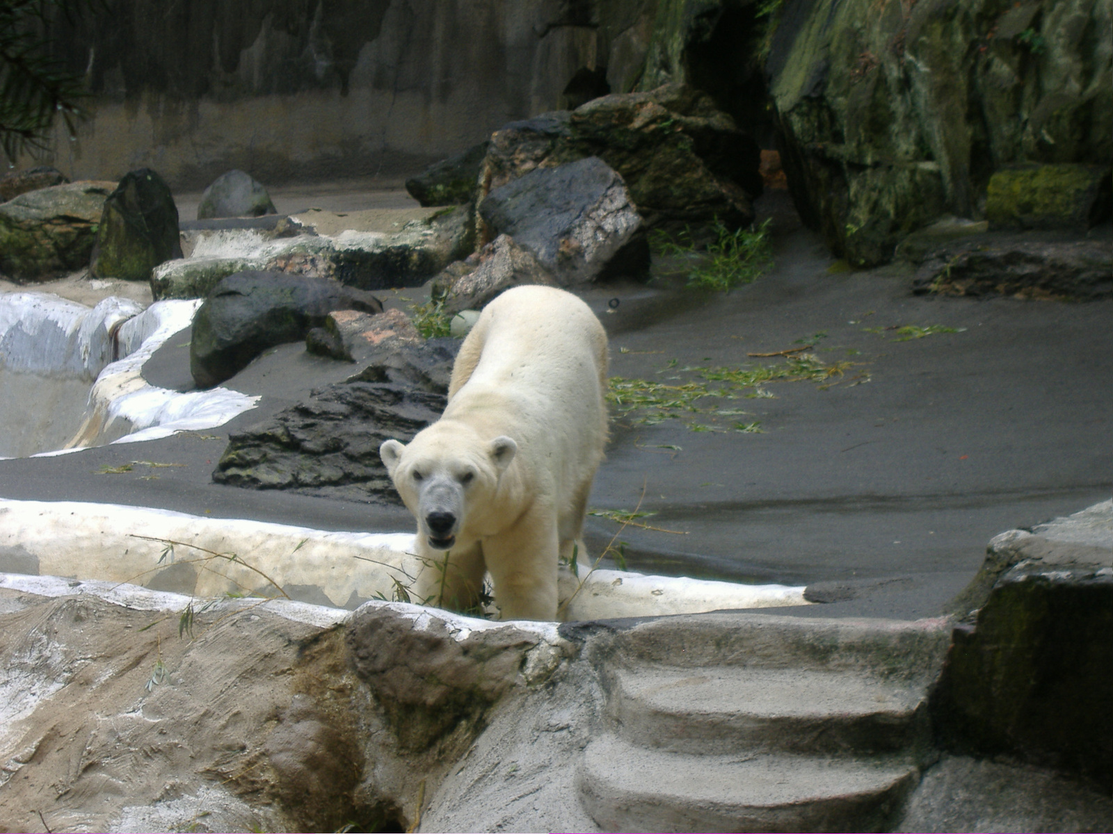 bronx zoo (49)